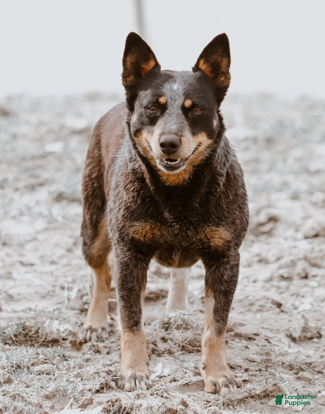 Australian Cattle Dog dogs for sale: Mesa - Ad 3