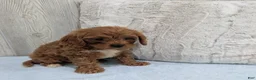 Cavapoo dogs for sale: Arnold - Ad 3