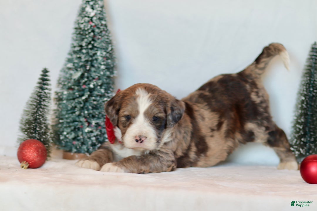 Bernedoodle dogs for sale: Aspen - Ad 2