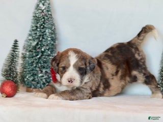 Bernedoodle dogs Aspen - Ad 11