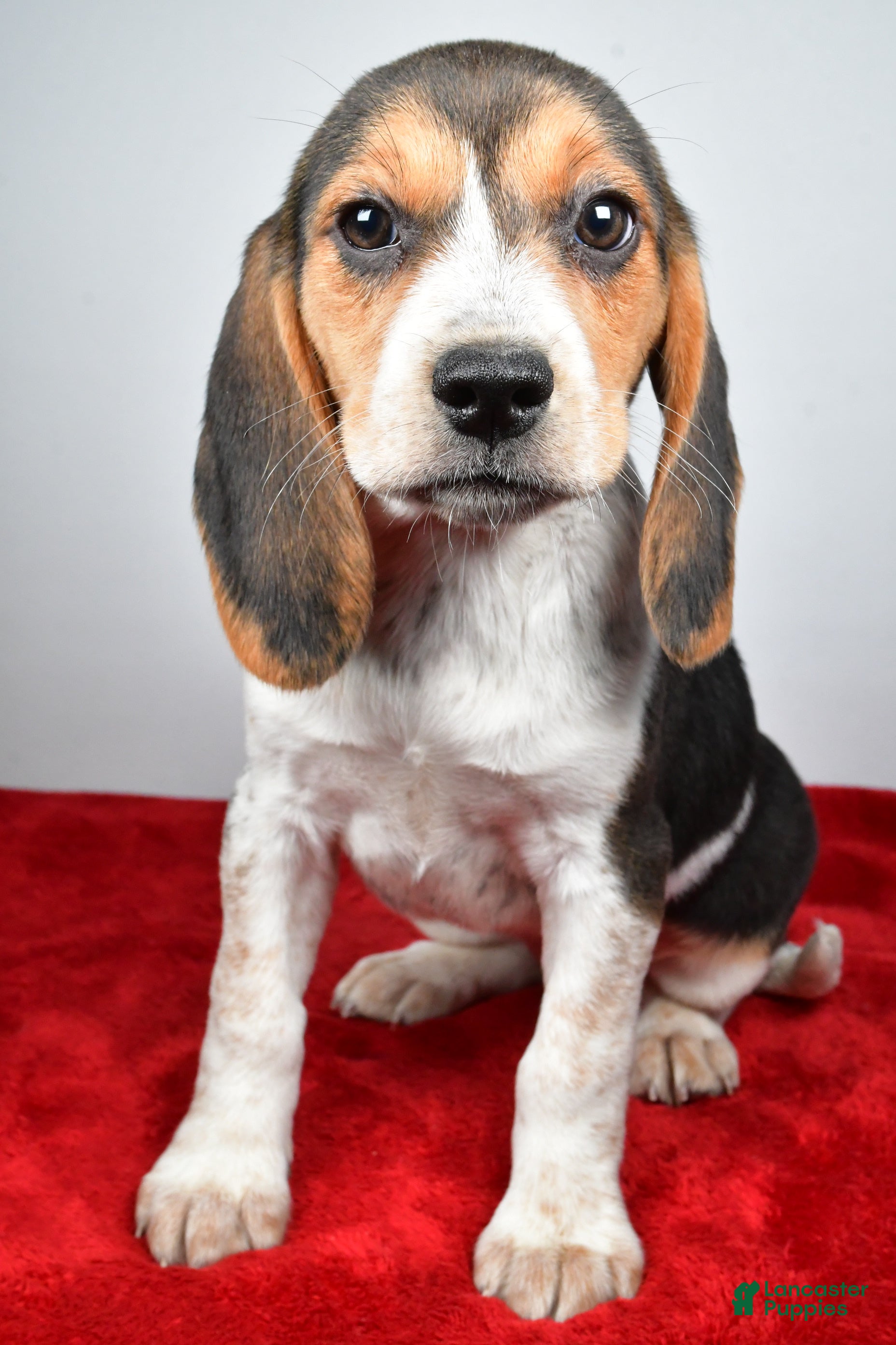 Beagle dogs Rhoda - Ad 2