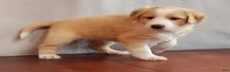 English Shepherd dogs for sale: Lolo - Ad 2