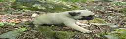 Pug dogs for sale: Chad - Ad 6