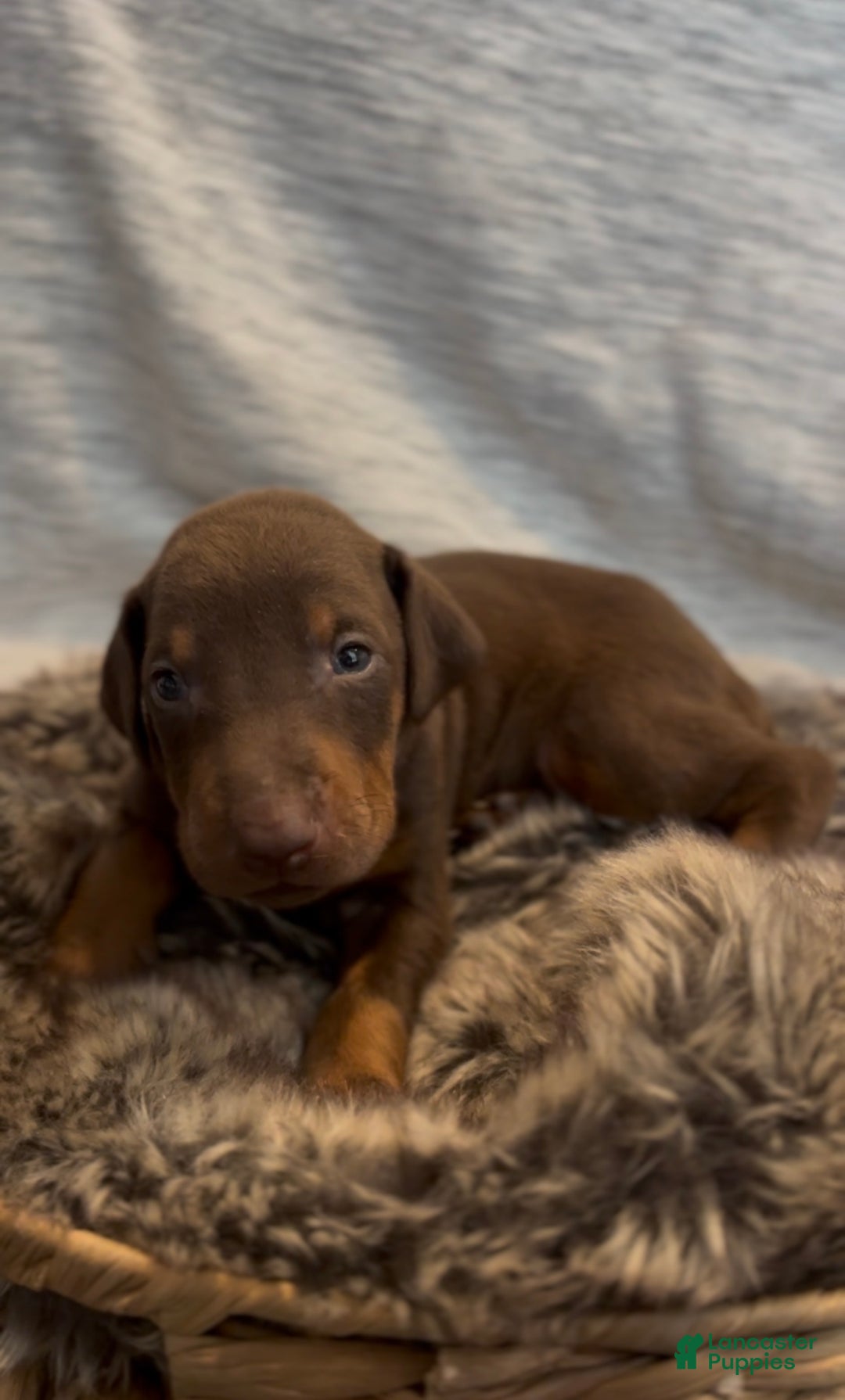 Doberman Pinscher dogs for sale: Cairo - Ad 1
