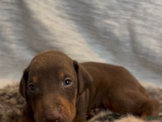 Doberman Pinscher dogs Cairo - Ad 39