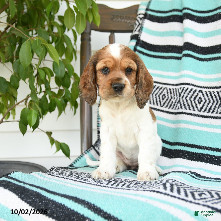 Cocker Spaniel dogs Darla - Ad 2