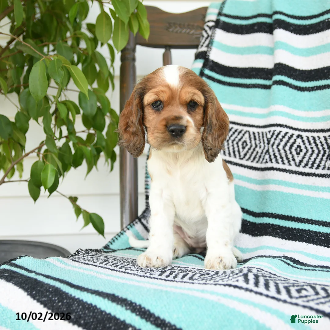 Cocker Spaniel dogs for sale: Darla - Ad 2