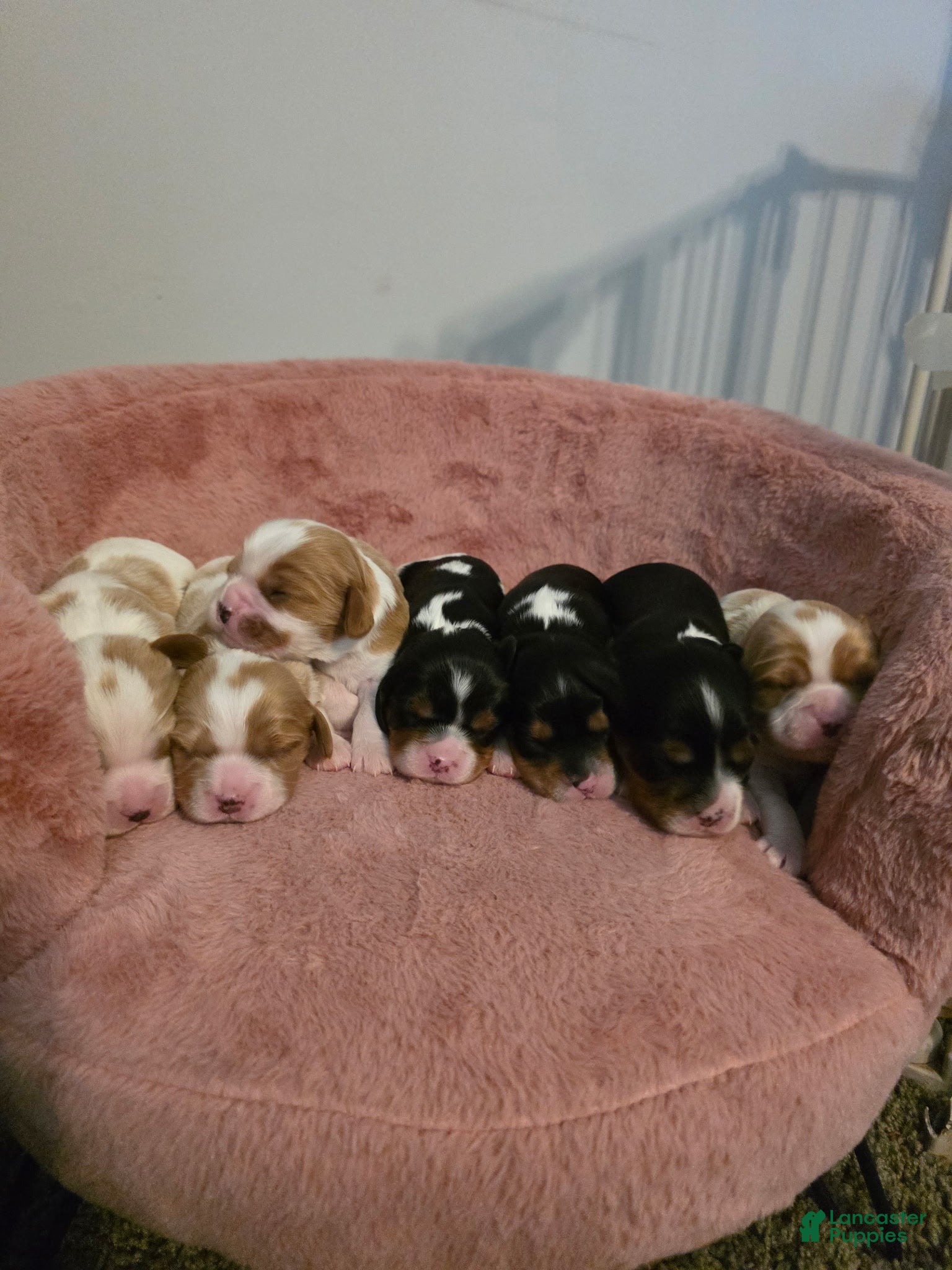 Cavalier King Charles Spaniel dogs Bobo - Ad 42