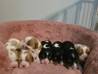 Cavalier King Charles Spaniel dogs Bobo - Ad 42