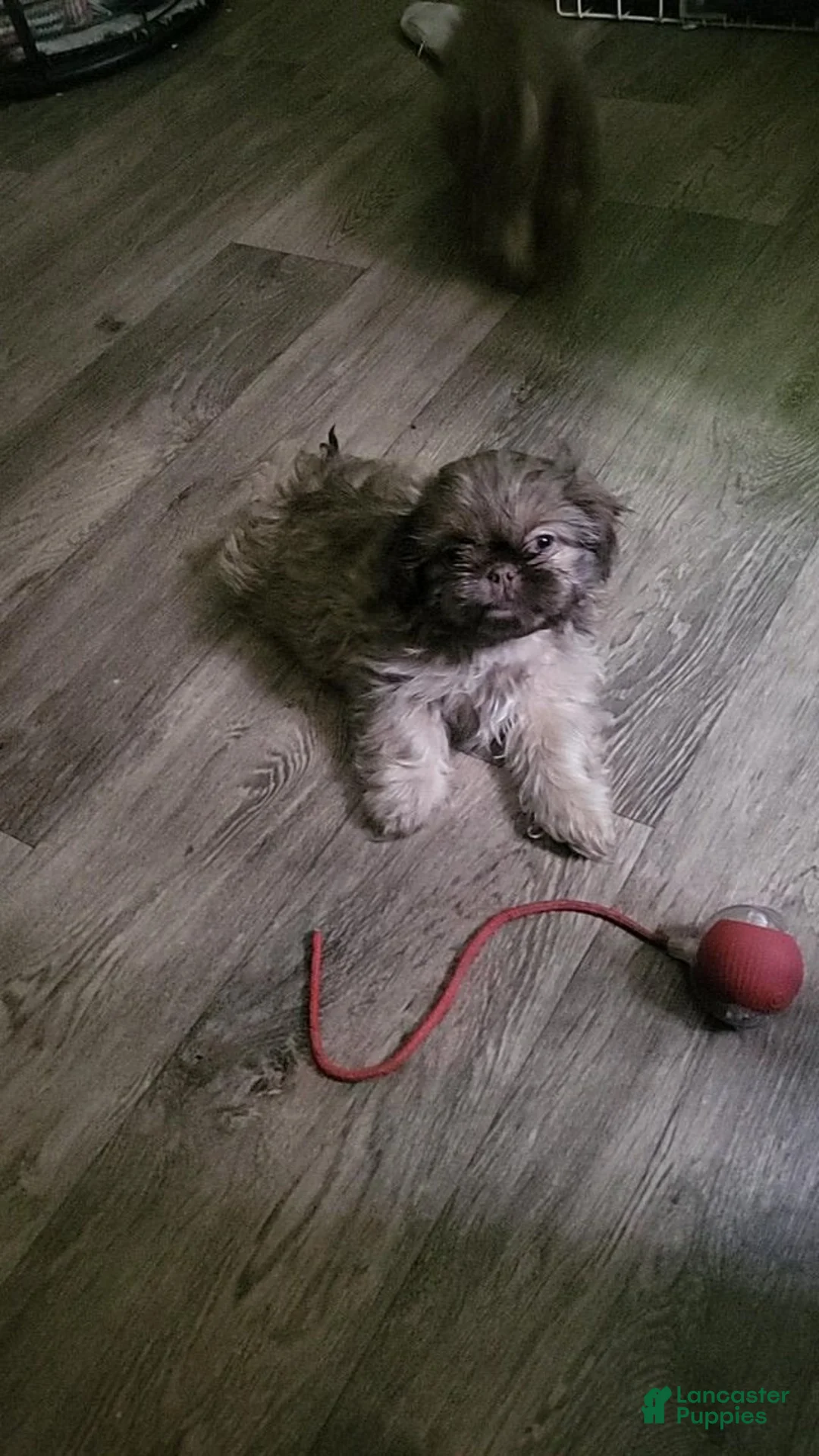 Shih Tzu dogs for sale: Shina - Ad 4