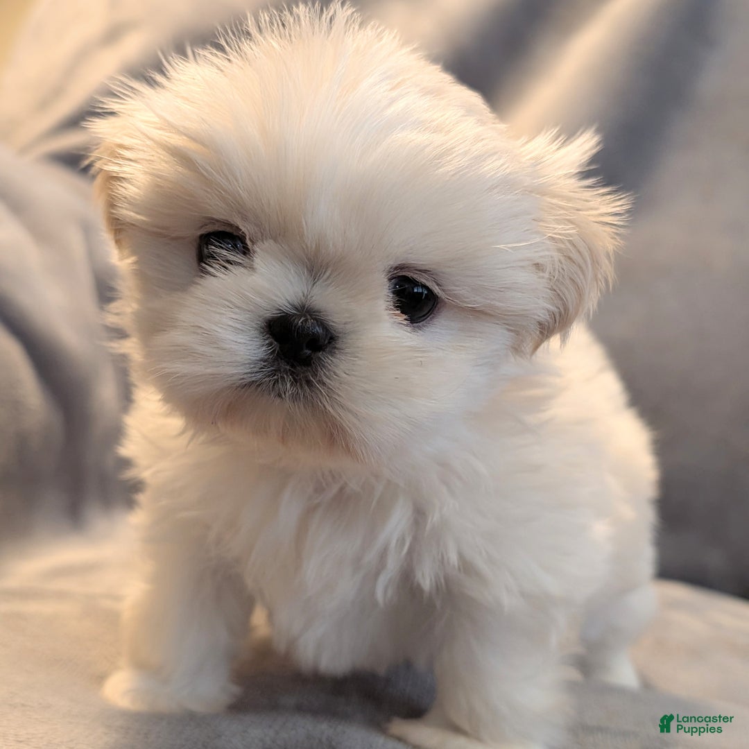 Shih Tzu dogs for sale: Sparrow - Ad 5