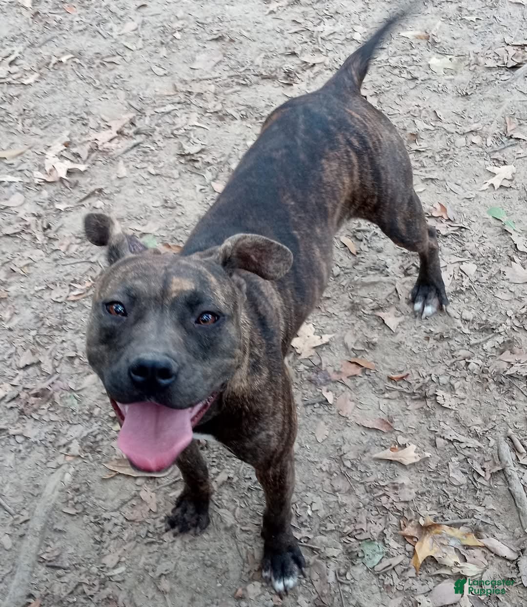 American Pit Bull Terrier dogs for sale: American Pit Bull Terrier Puppy 1 - Ad 6