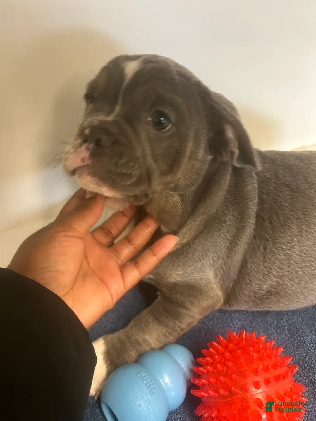 Mixed Breed dogs for sale: Mixed Breed Puppy 1 - Ad 2