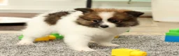 Pomeranian dogs for sale: Molly - Ad 8