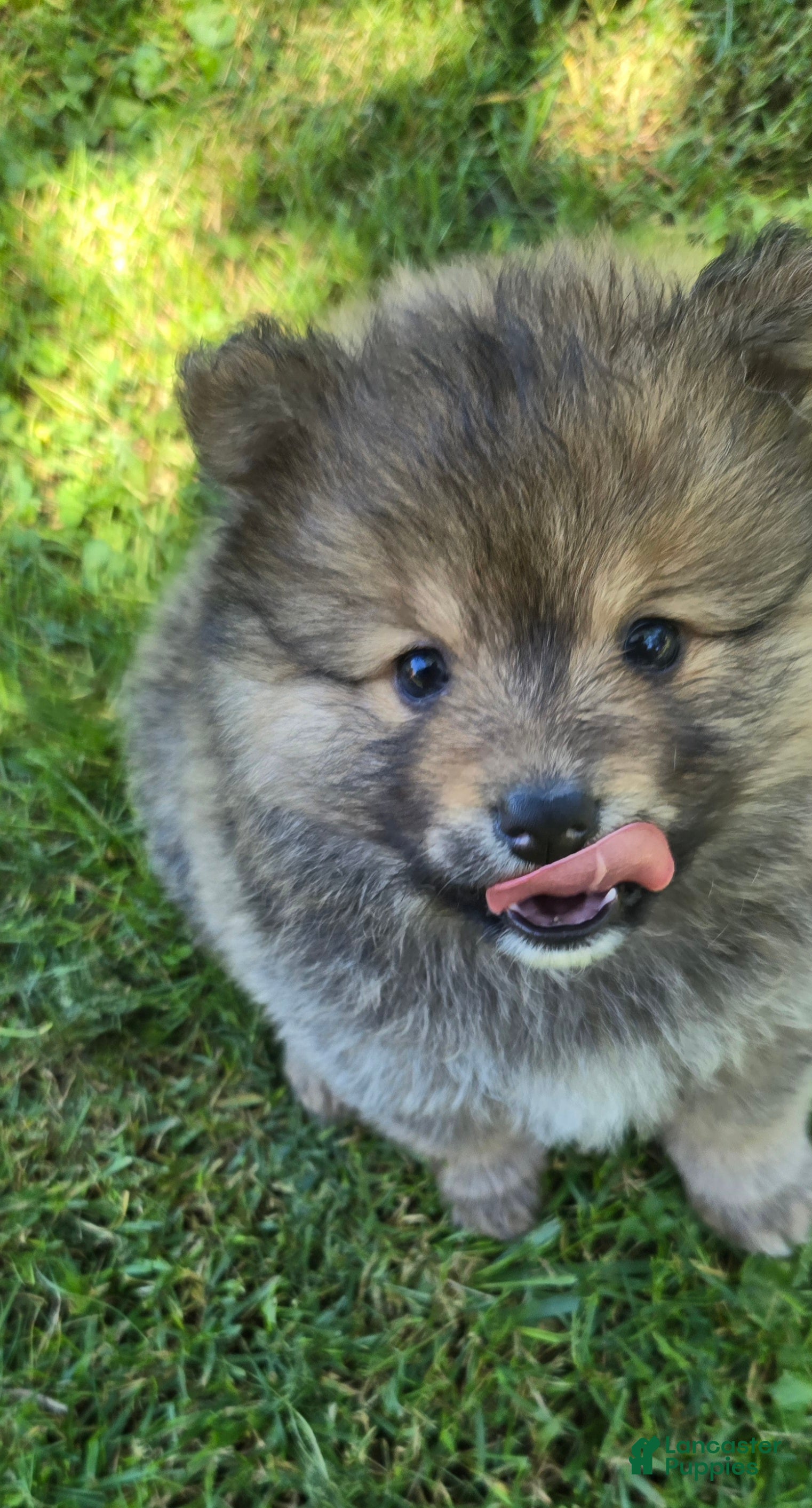 Pomsky dogs Pomsky Puppy 2 - Ad 16
