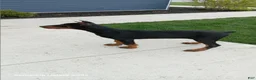 Doberman Pinscher dogs for sale: Misty Von Jett - Ad 1