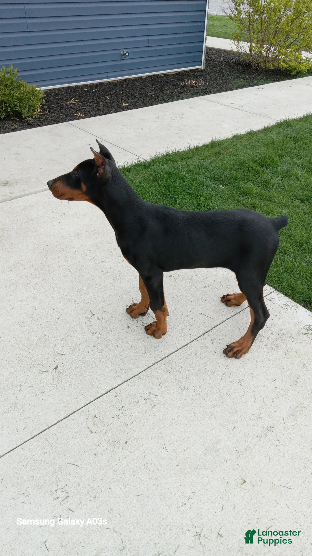 Doberman Pinscher dogs for sale: Misty Von Jett - Ad 1