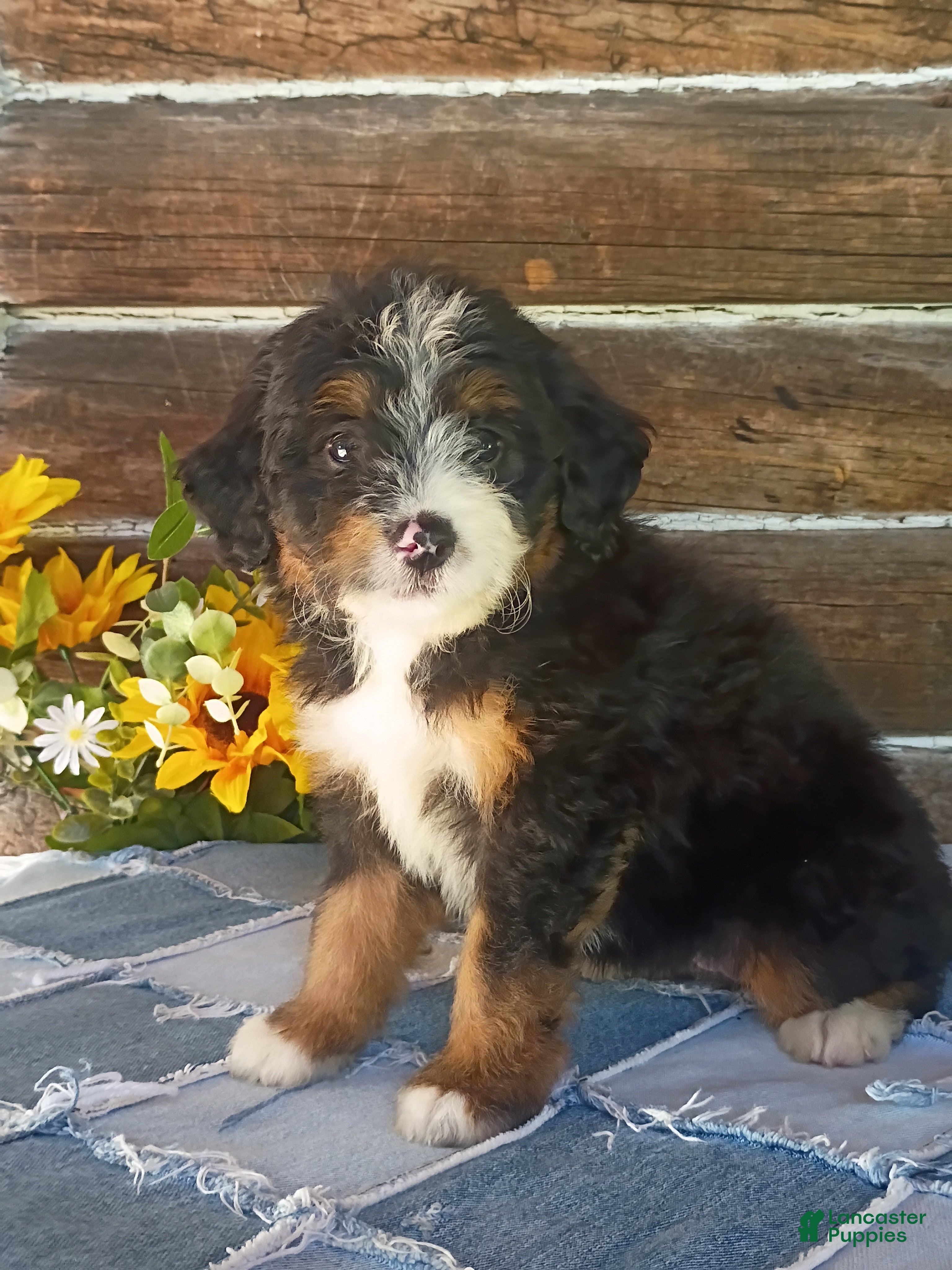 Mini Bernedoodle dogs Mini Bernedoodle 8 - Ad 2