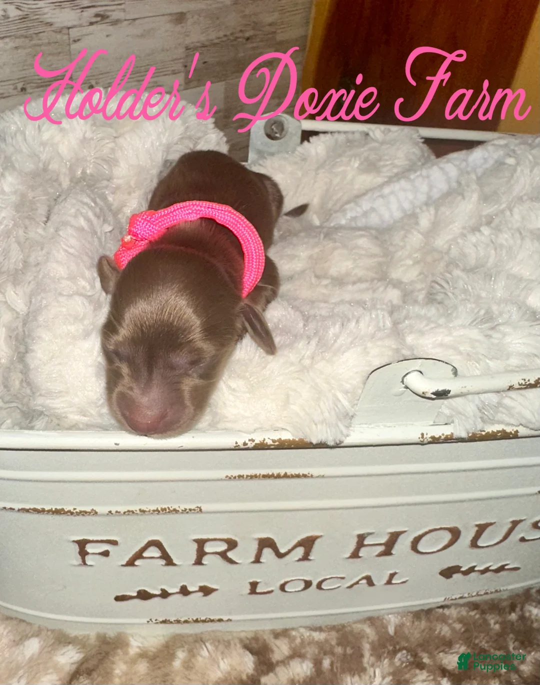 Miniature Dachshund dogs for sale: Wilder - Ad 1