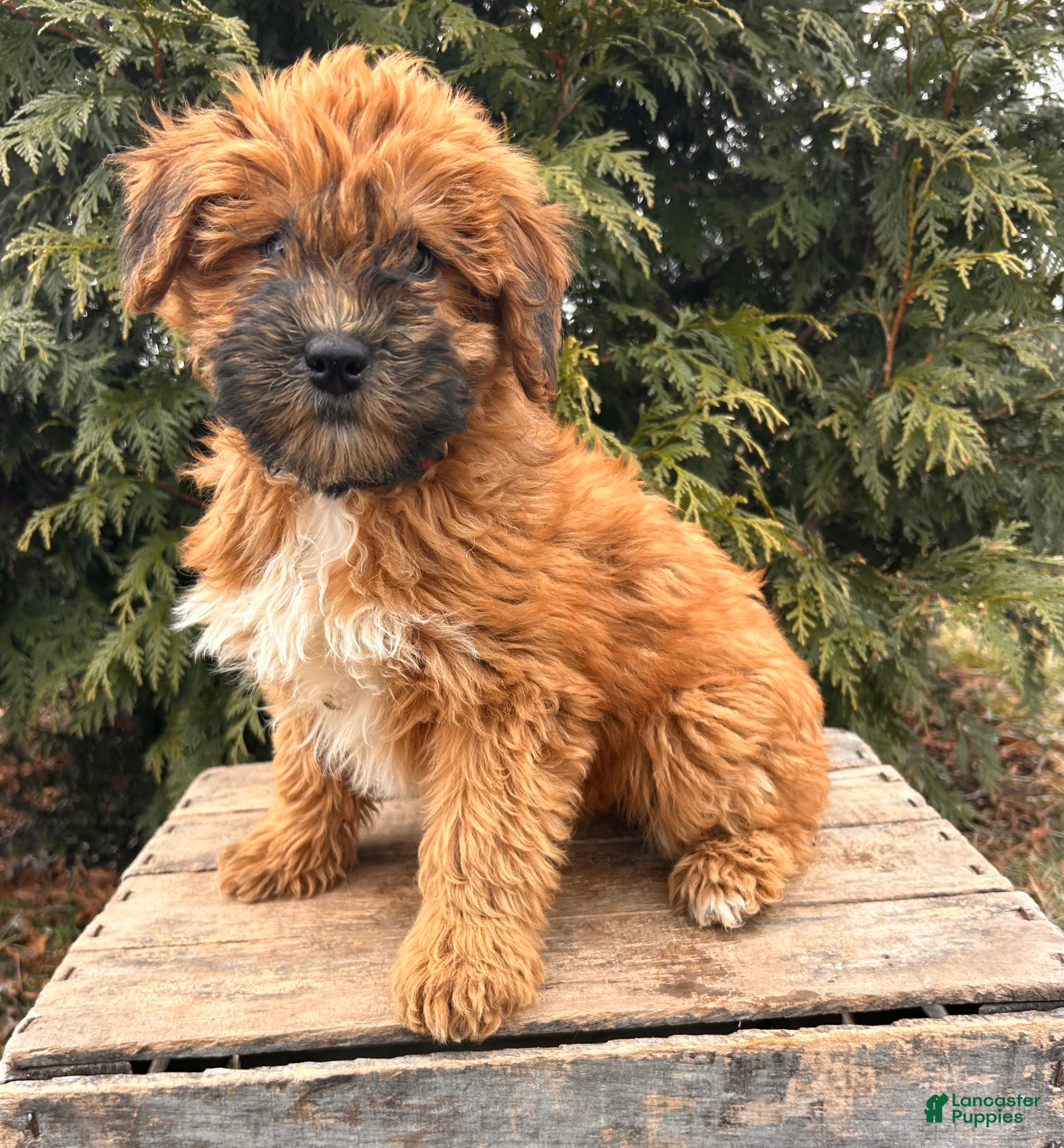 Whoodle dogs Winnie - Ad 1