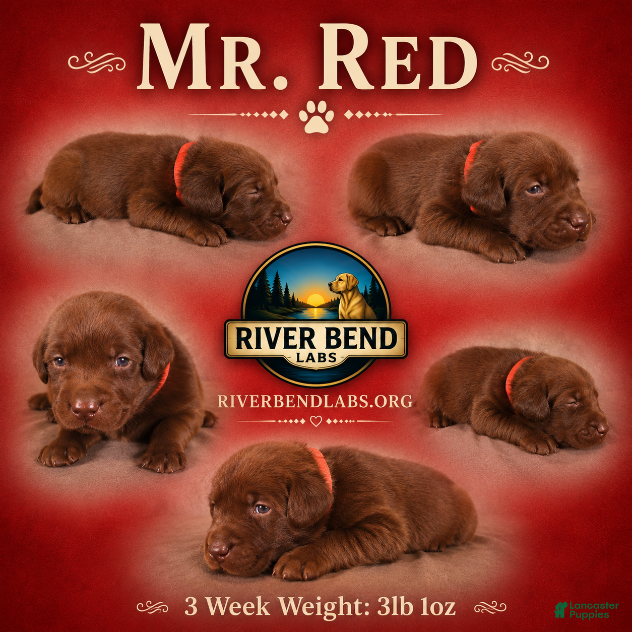 Labrador Retriever dogs Mr. Red - Ad 1