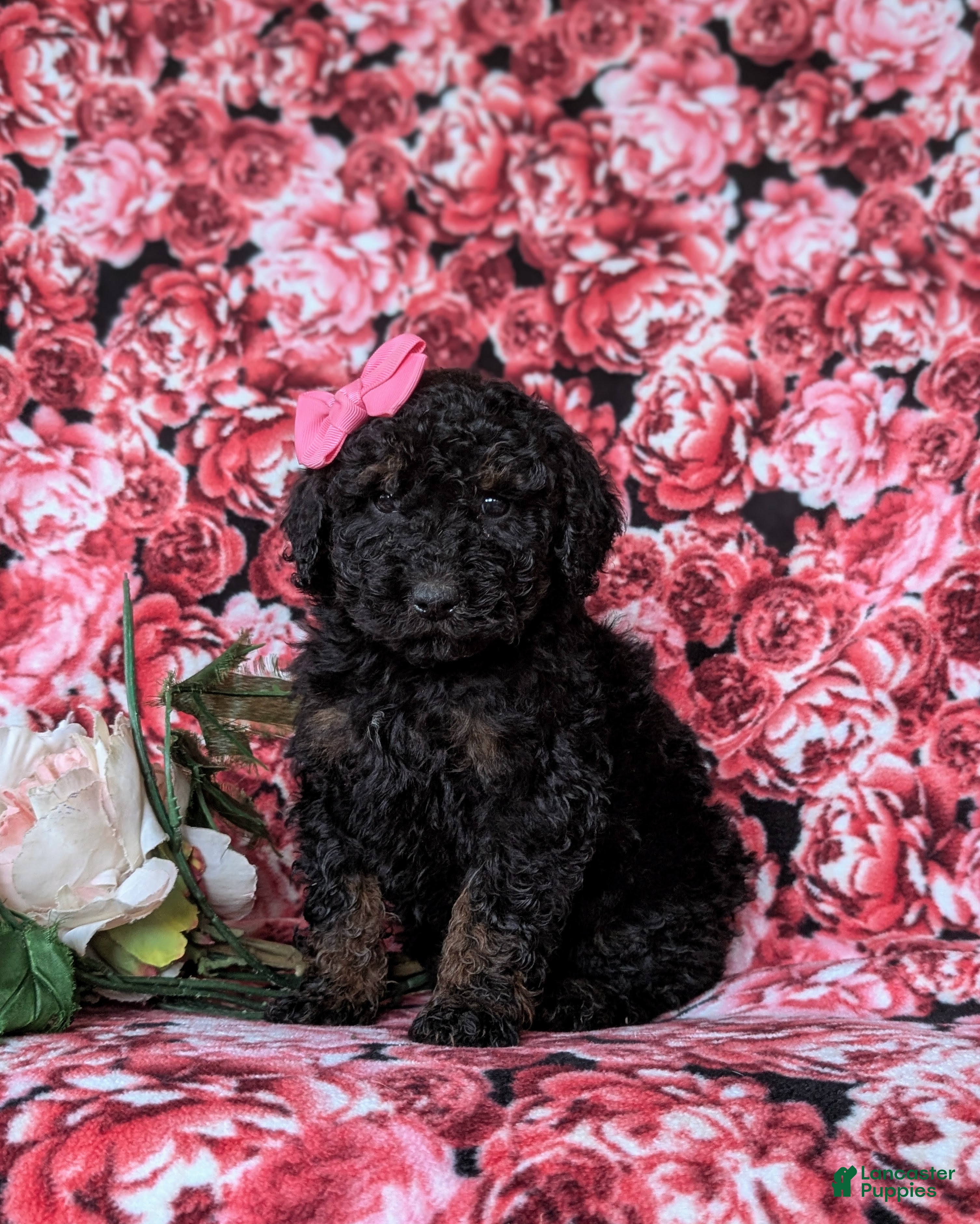 Miniature Poodle dogs Adeline - Ad 41