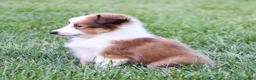 Shetland Sheepdog dogs for sale: Nelly - Ad 4
