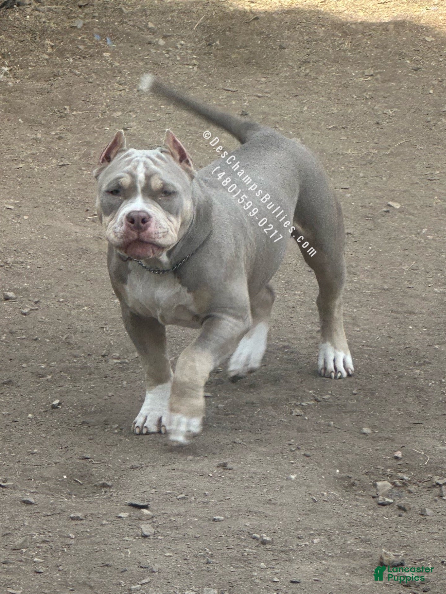 American Bully dogs Deschamps Bullies Gordo - Ad 1
