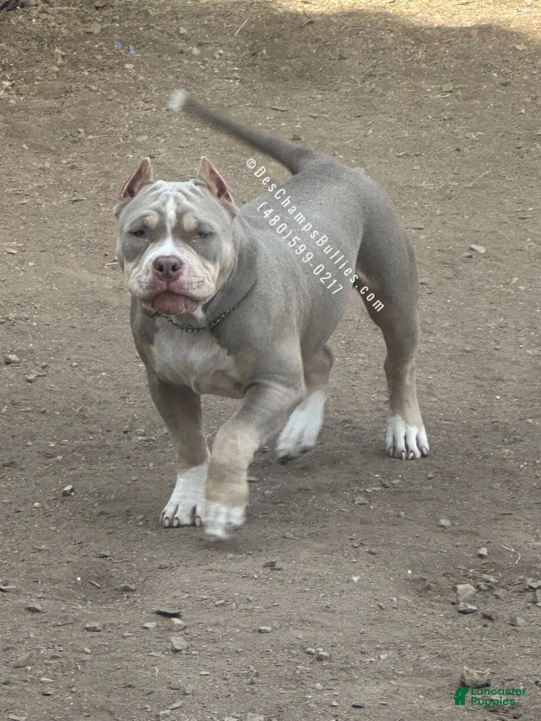 American Bully dogs for stud: Deschamps Bullies Gordo - Ad 1