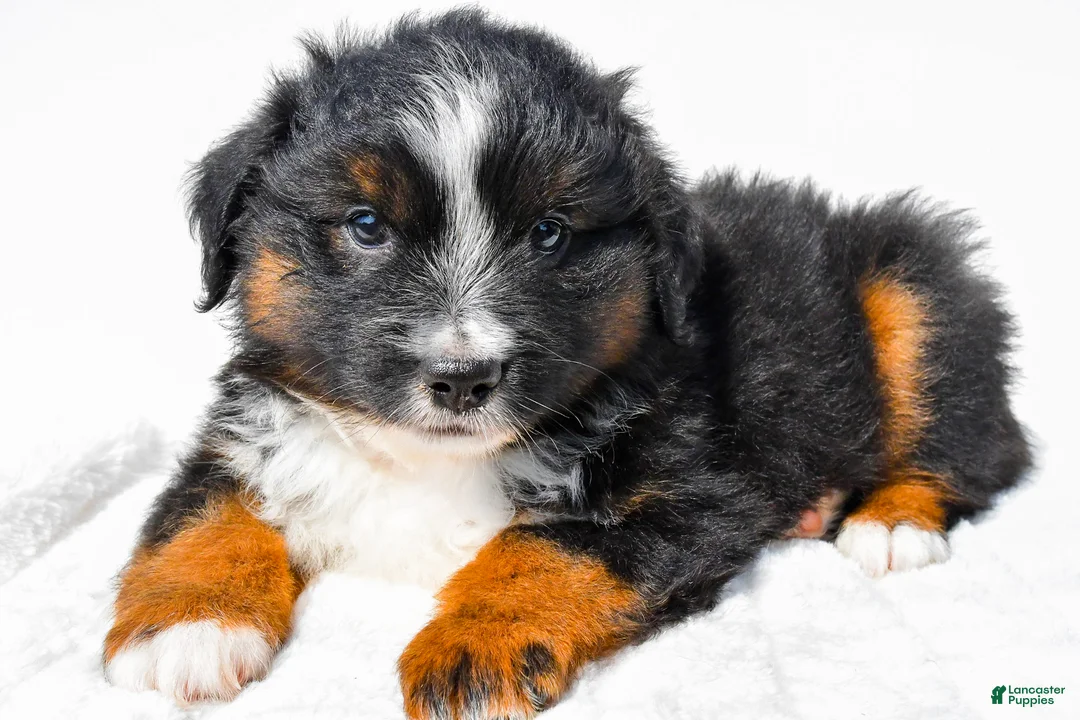 Miniature Australian Shepherd dogs for sale: Lynn - Ad 8