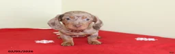 Miniature Dachshund dogs for sale: Tootsie - Ad 1