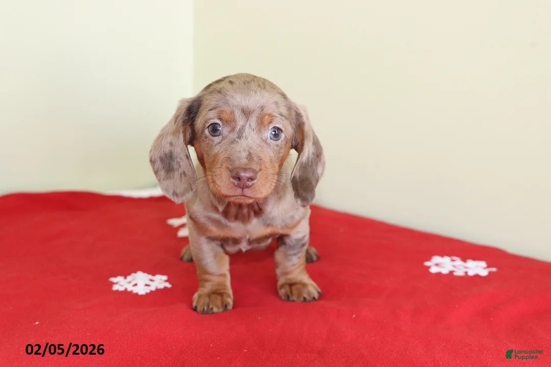 Miniature Dachshund dogs for sale: Tootsie - Ad 1