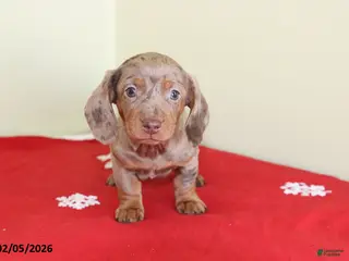 Miniature Dachshund dogs Tootsie - Ad 4