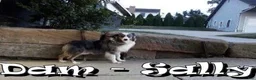 Miniature Australian Shepherd dogs for sale: Fifi - Ad 10