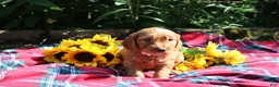 Mixed Breed dogs for sale: Posey - Irish Goldendoodle  - Ad 23