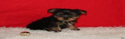 Yorkshire Terrier dogs for sale: Dustin - Ad 11