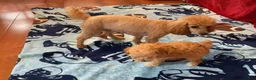Toy Poodle dogs for sale: Toy Poodle 1 - Ad 2
