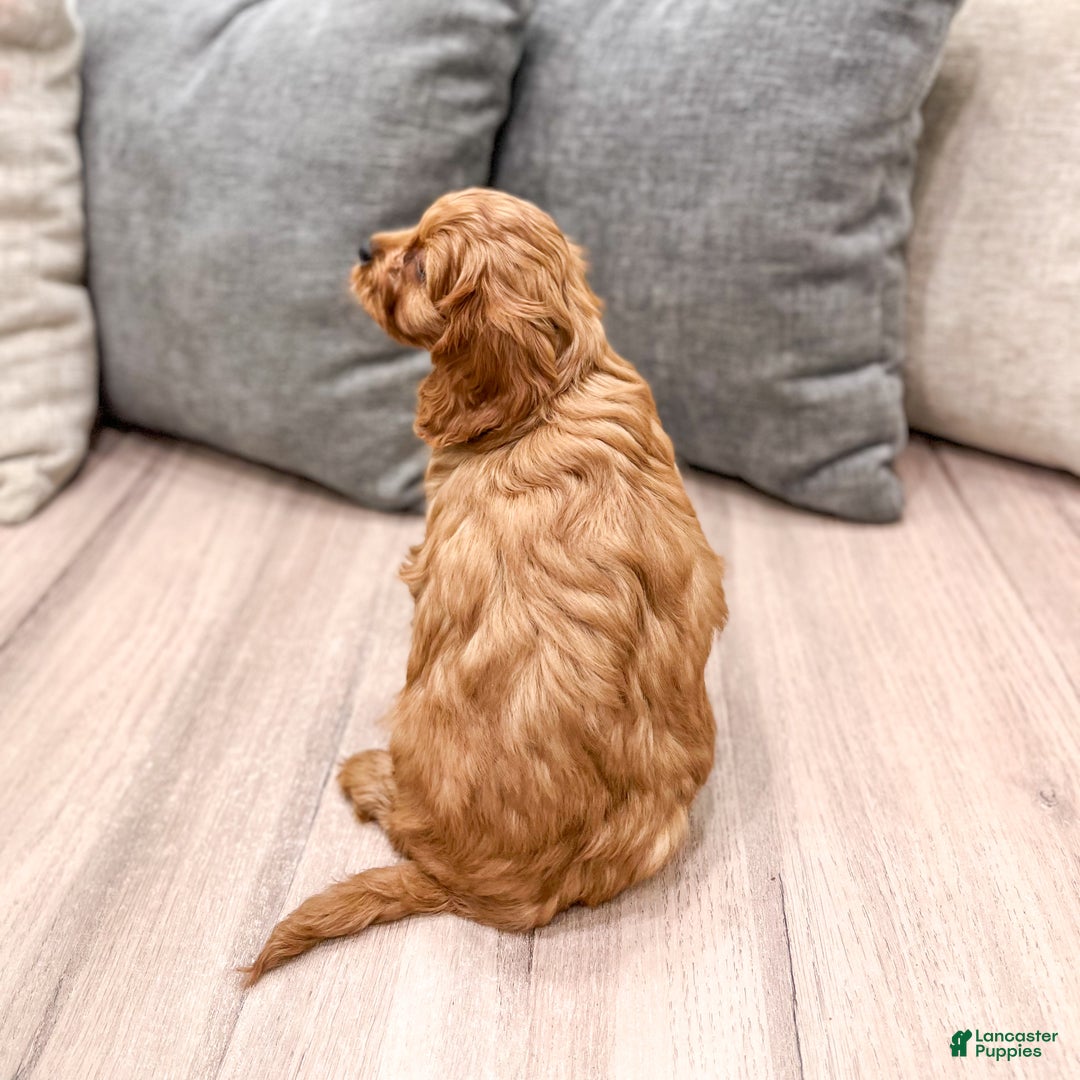 Cavapoo dogs for sale: Skye - Ad 5