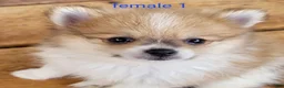 Pomeranian dogs for sale: Abigail  - Ad 14