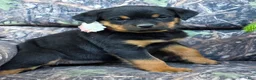 Rottweiler dogs for sale: Hazel - Ad 4