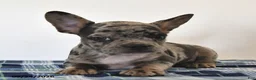 Mixed Breed dogs for sale: Louie - Ad 4