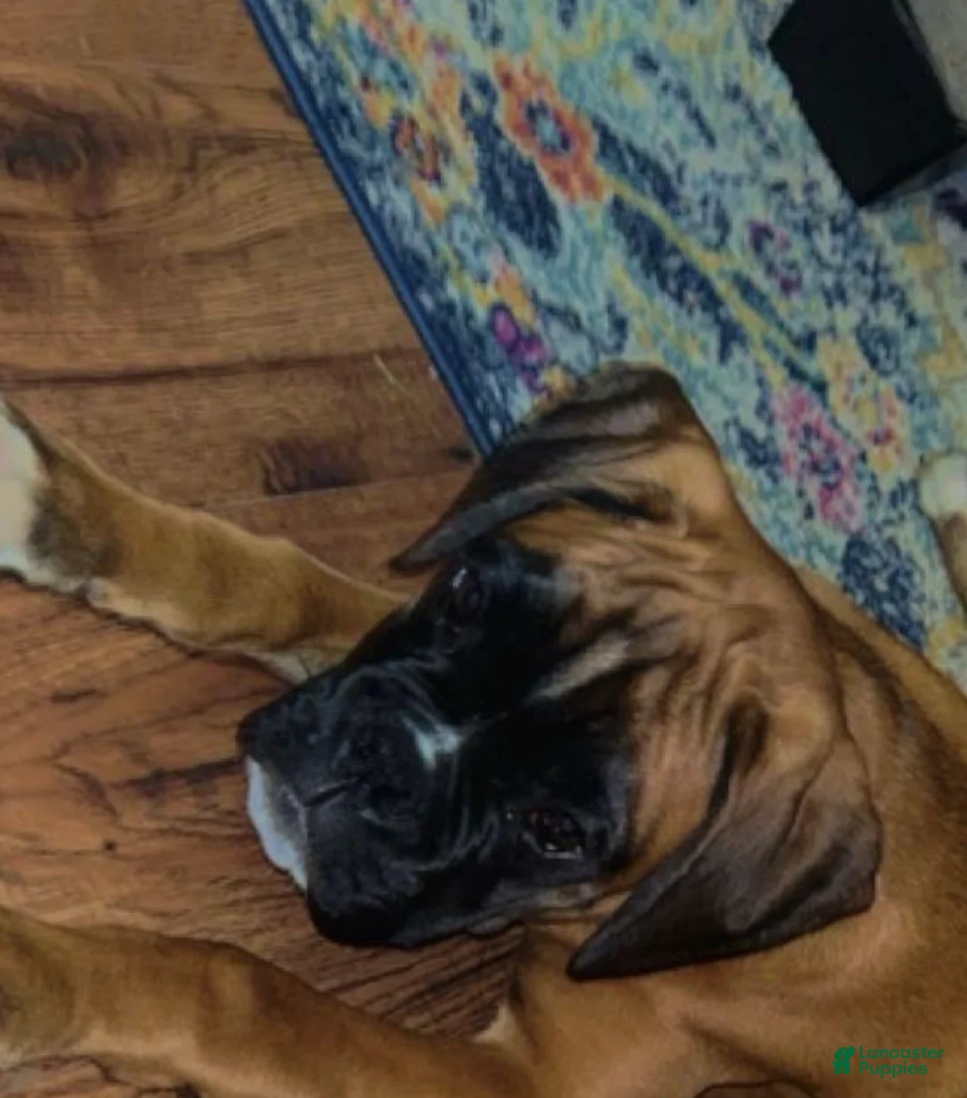 Boxer dogs for sale: Boxer 4 Daysi🌼 - Ad 8