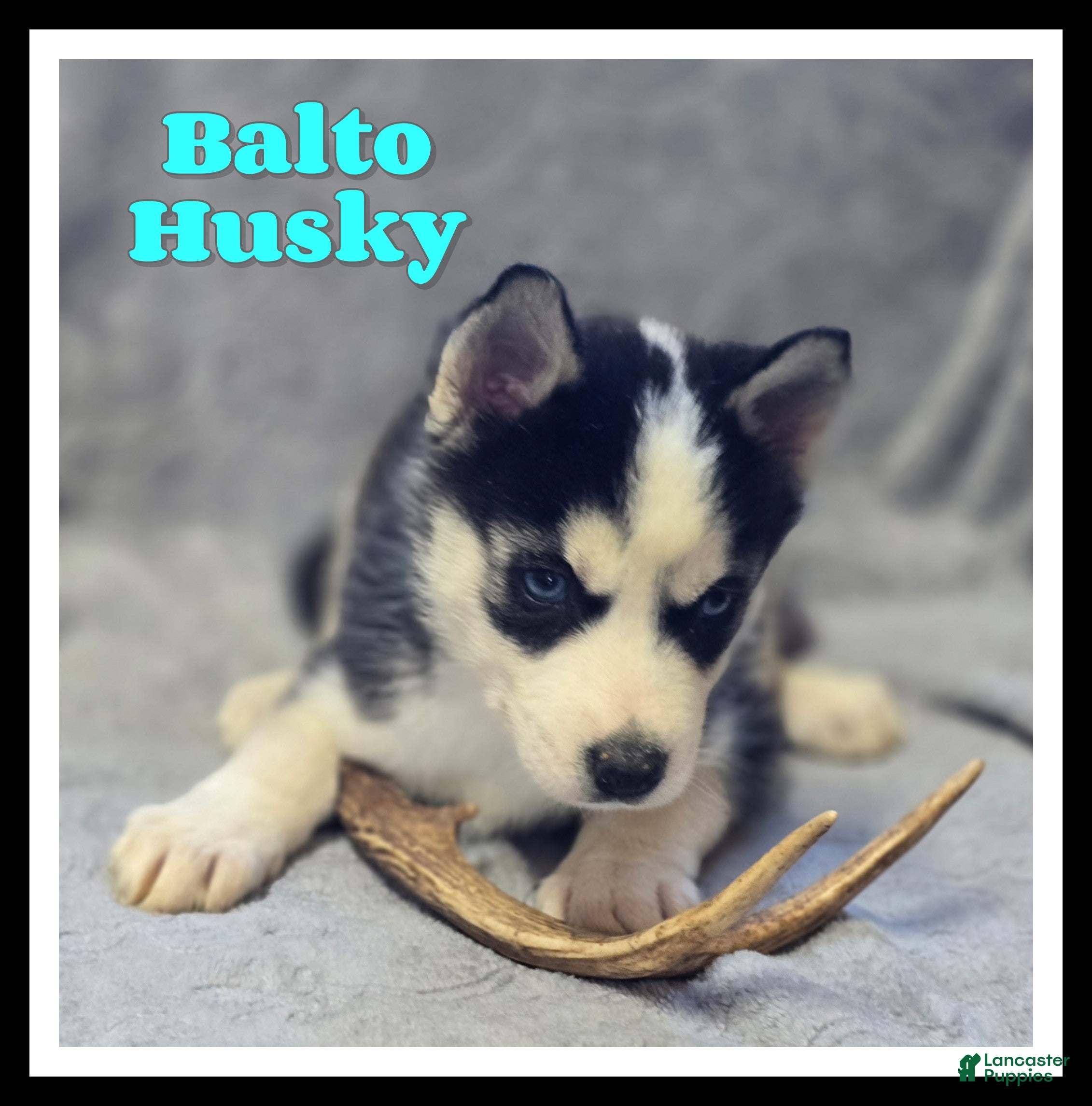 Siberian Husky dogs Balto - Ad 1
