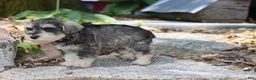 Miniature Schnauzer dogs for sale: Twister - Ad 7