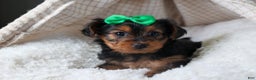 Yorkshire Terrier dogs for sale: CHLOE - Ad 6