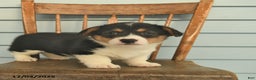 Welsh Corgi Pembroke dogs for sale: Sunny  - Ad 2