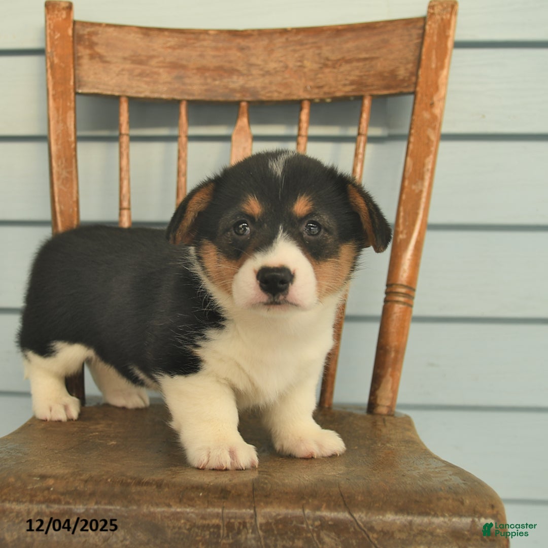 Welsh Corgi Pembroke dogs for sale: Sunny  - Ad 2