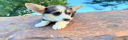 Welsh Corgi Pembroke dogs for sale: Annie - Ad 16