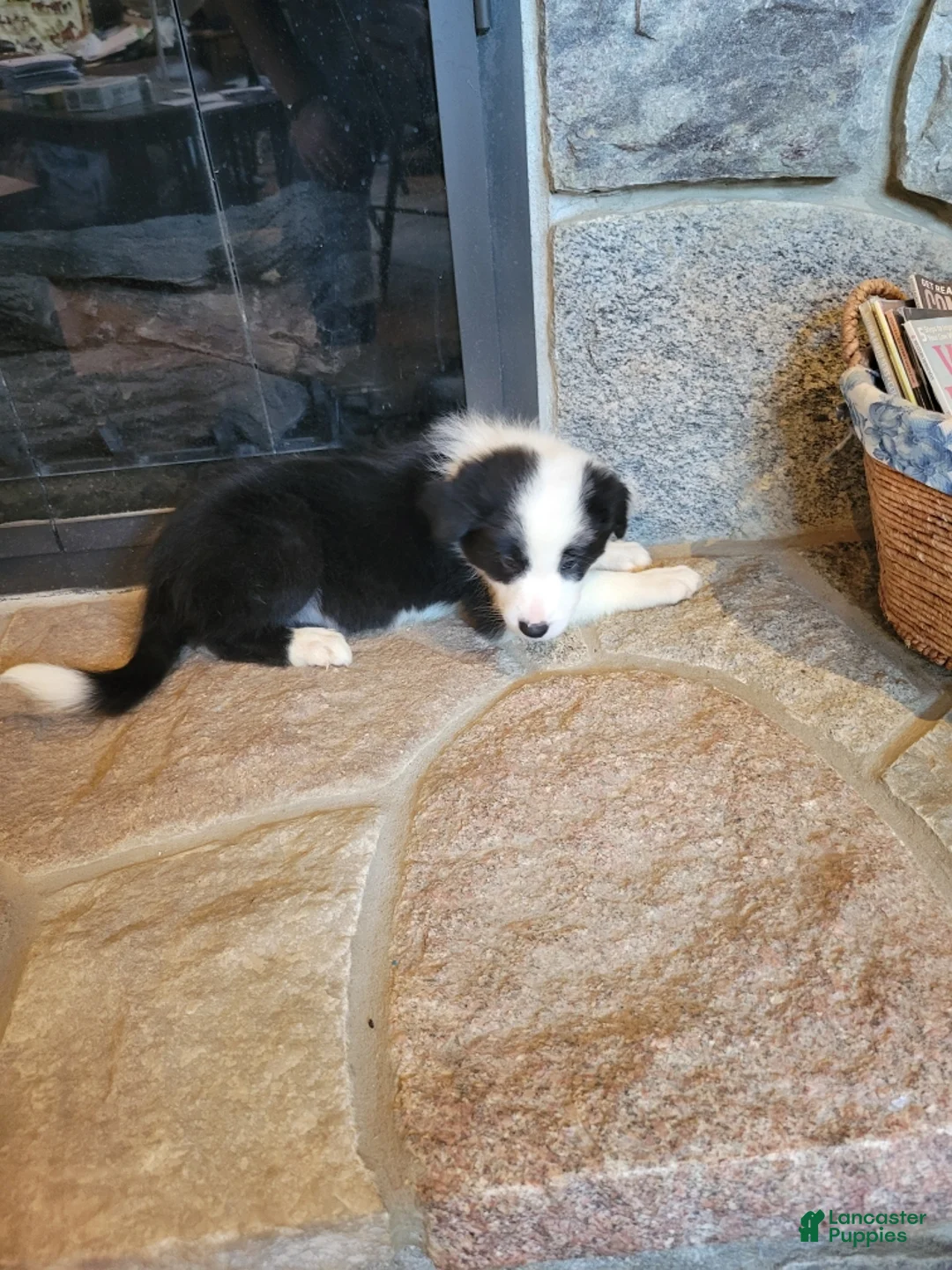 Border Collie dogs for sale: Bo Peep - Ad 3