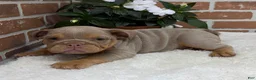 English Bulldog dogs for sale: Skye - Ad 3